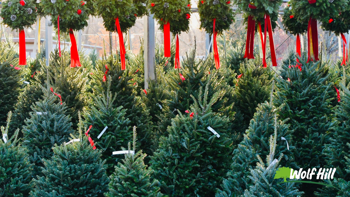 Christmas Tree Elegance Choosing and Caring for Your Perfect Tree