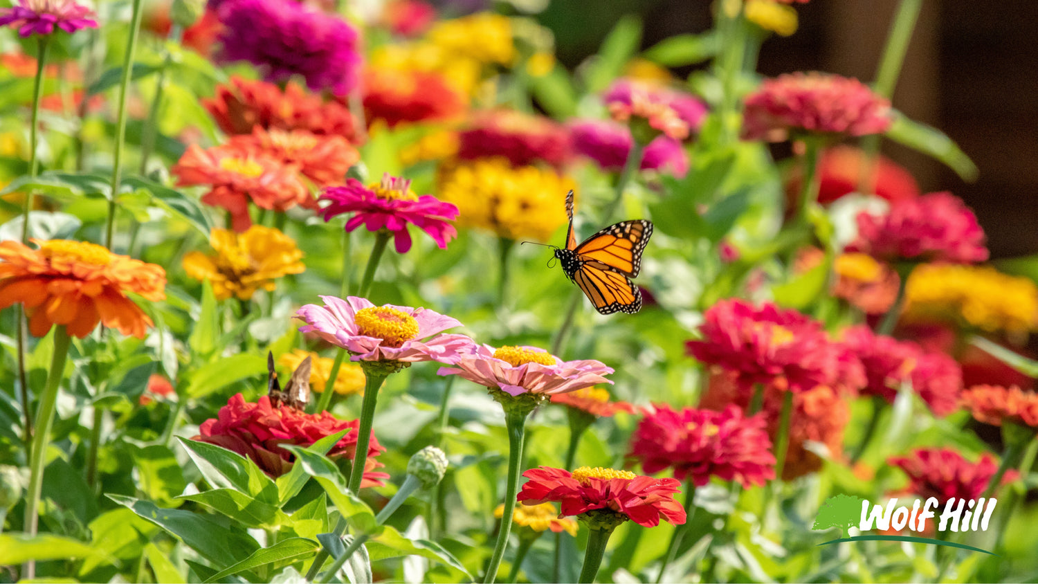 Attracting Pollinators: The Best Plants for Bees, Butterflies, and Hummingbirds in Massachusetts