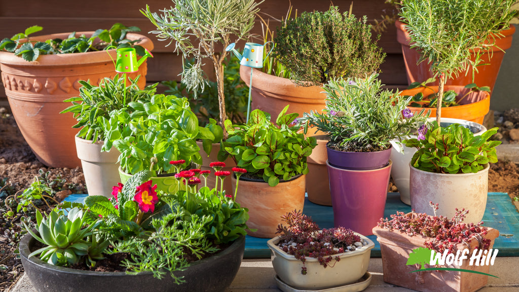 Container Gardening: How to Grow Your Favorite Plants in Pots and Planters