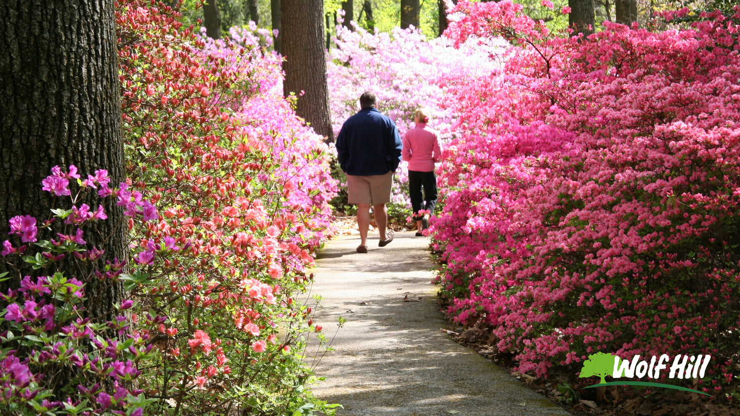 Exploring the Beauty of Rhododendrons and Azaleas: Springtime Blossoms in Your Garden