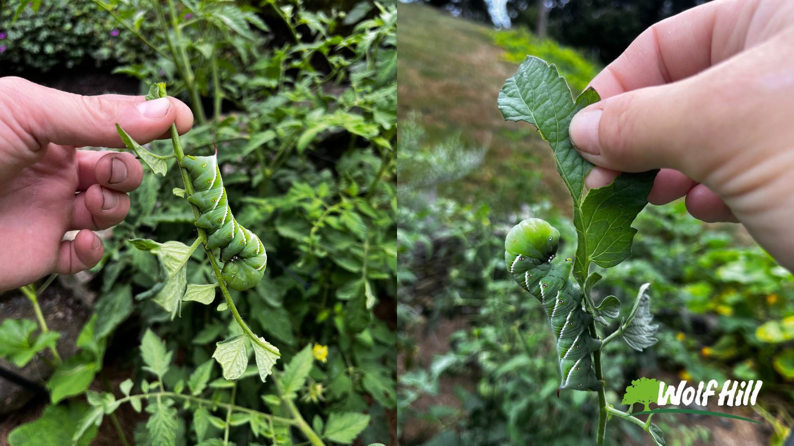 Summer Garden Alert: Battling Pests and Protecting Your Plants